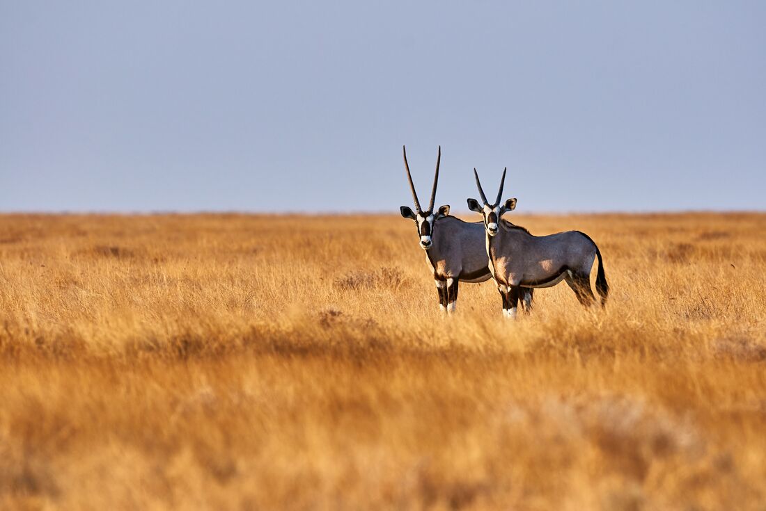 Amazing Southern Africa Tour - 23 Days