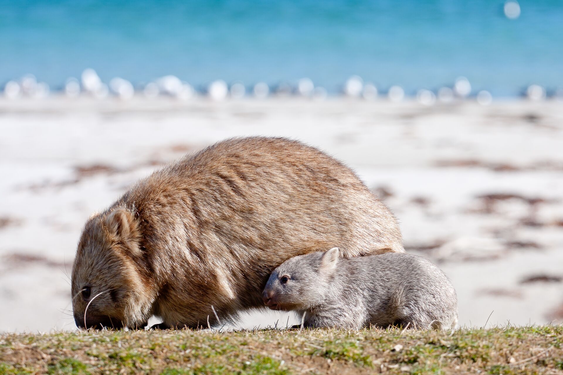 Mother and baby wombat on the coast of Tasmania