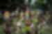 Rabaul mask festival in Papua New Guinea