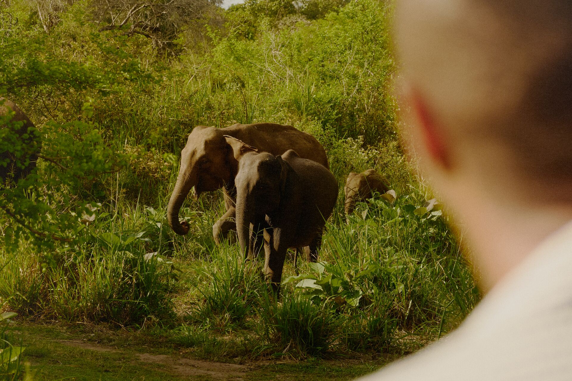 Spot elephant families in Minneriya National Park near Dambulla 