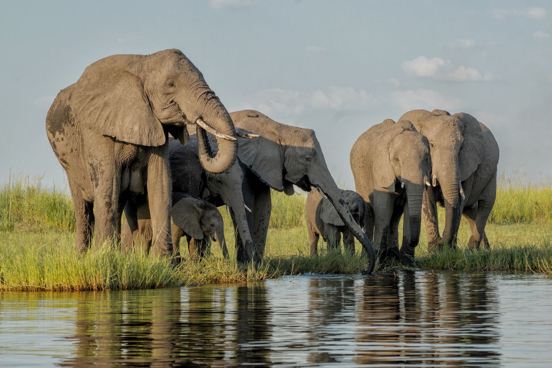 Elephant herd drinks at the Zambezi river shore, spotted on a river cruise in Botswana 