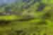 Rolling green hills landscape and village at tea plantation in Malaysia