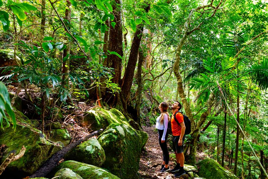Brisbane Walking Tour: Queensland's Scenic Rim - 5 Days