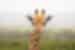 kruger national park giraffe close landscape