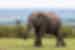 Elephant wanders through the Masai Mara