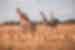 Giraffes and gazelles on the Savannah