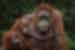  Orangutan mother and child, Borneo