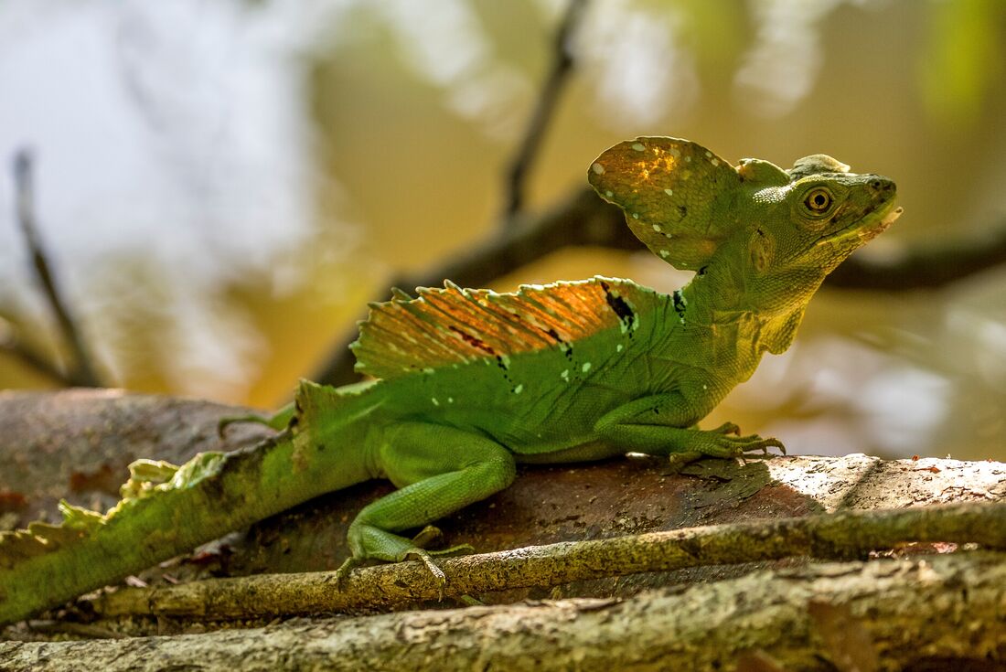 A basilisk, Jesus christ lizard, spotted among mangroves in Costa Rica