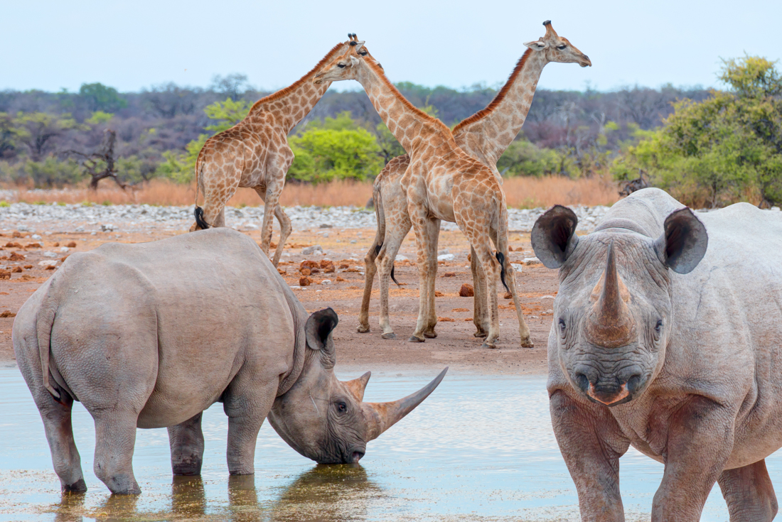 Everyone gathers at rare watering holes in the desert of Etosha National Park