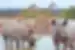 Everyone gathers at rare watering holes in the desert of Etosha National Park