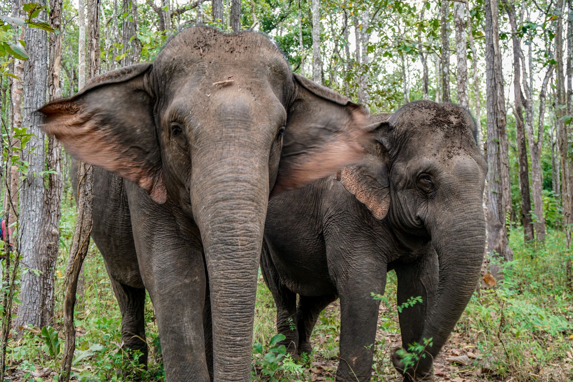 Meet the elephants of the Elephant Valley Project in Sen Monorom, Cambodia