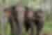 Meet the elephants of the Elephant Valley Project in Sen Monorom, Cambodia