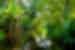 Lush rainforest surrounding the Amazon river
