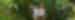 Women walking in the jungle in Costa Rica pointing something out, smiling