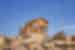 The Temple of Minerva ruins UNESCO Heritage site in Dougga, Tunisia