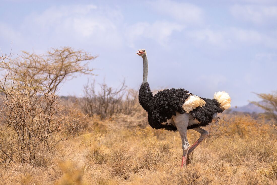 Somali Ostrich, Samburu National Reserve, Kenya
