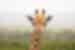 Zimbabwe, kruger national park, giraffe close landscape