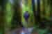 Intrepid traveller looks up at the forest canopy in Quetzales National Park in Costa Rica