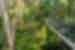 Rope suspension bridges through Teman Negara National Park canopy