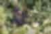 Gorilla munching on leaves in Bwindi Impenetrable Forest in Uganda