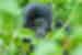 uganda_bwindi_gorilla-baby
