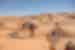 Guide leading a camel in the Sahara Desert, Douz, Tunisia