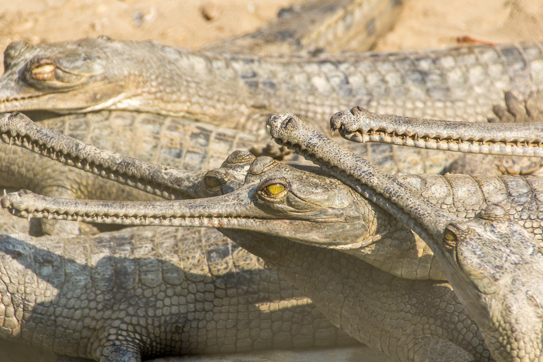 Nepal Independent Short Break: Chitwan National Park