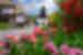 Travellers tour the streets of Holloko village with tulips blooming in spring among the traditional buildings in Slovakia