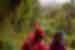 Intrepid travellers and leaders hiking along the Inca Trail in Peru
