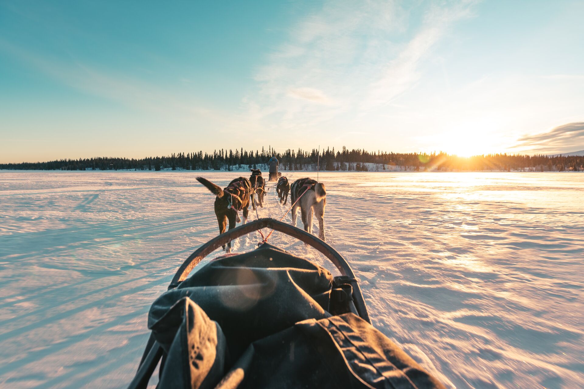 Husky dog sledging across the Norwegian ice fields