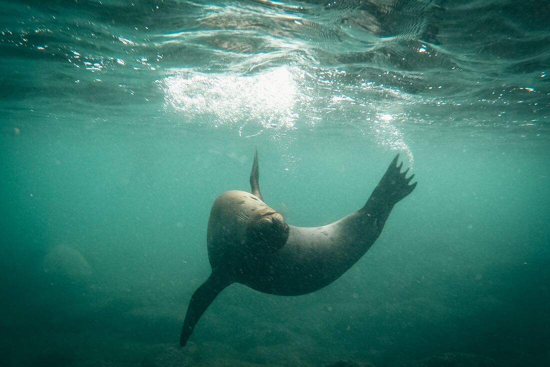 Sea lion diving under water