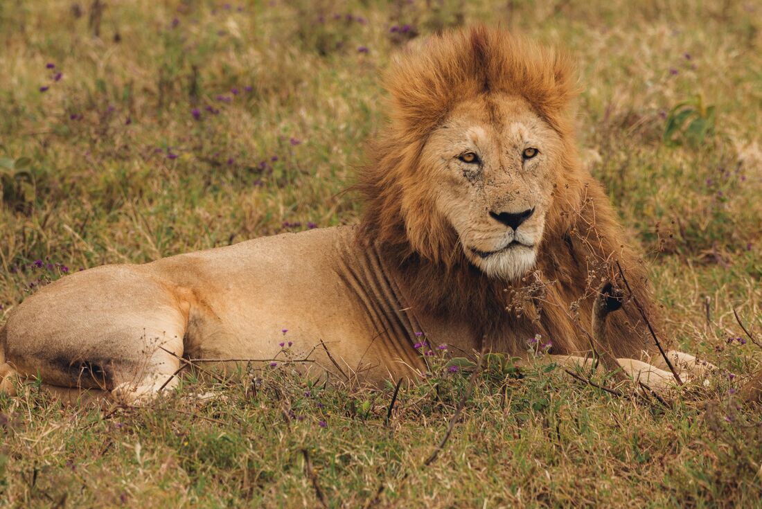 The Masai Heartlands - 15 Days Kenya & Tanzania