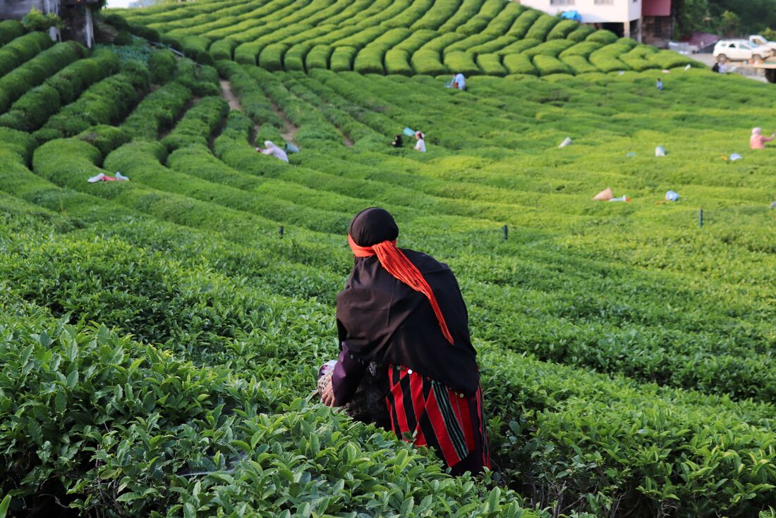 Tea picking in Rize, Turkey