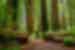 Traveller looks up at the canopy of Redwood National Park while walking between two halves of an enormous down tree