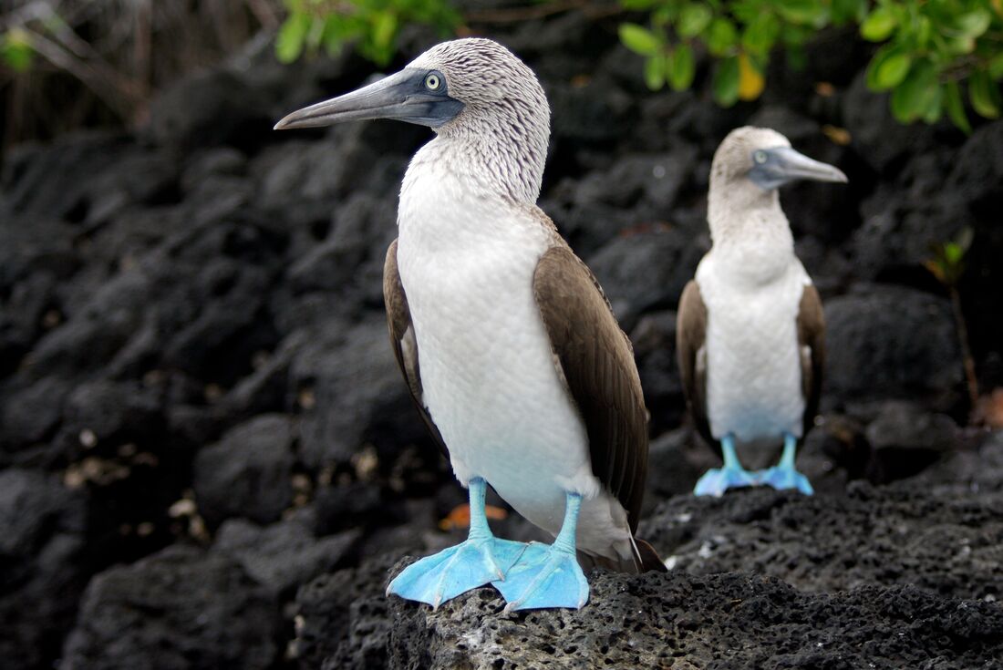 Two blue footed boobies in the Galápagos Islands, Ecuador