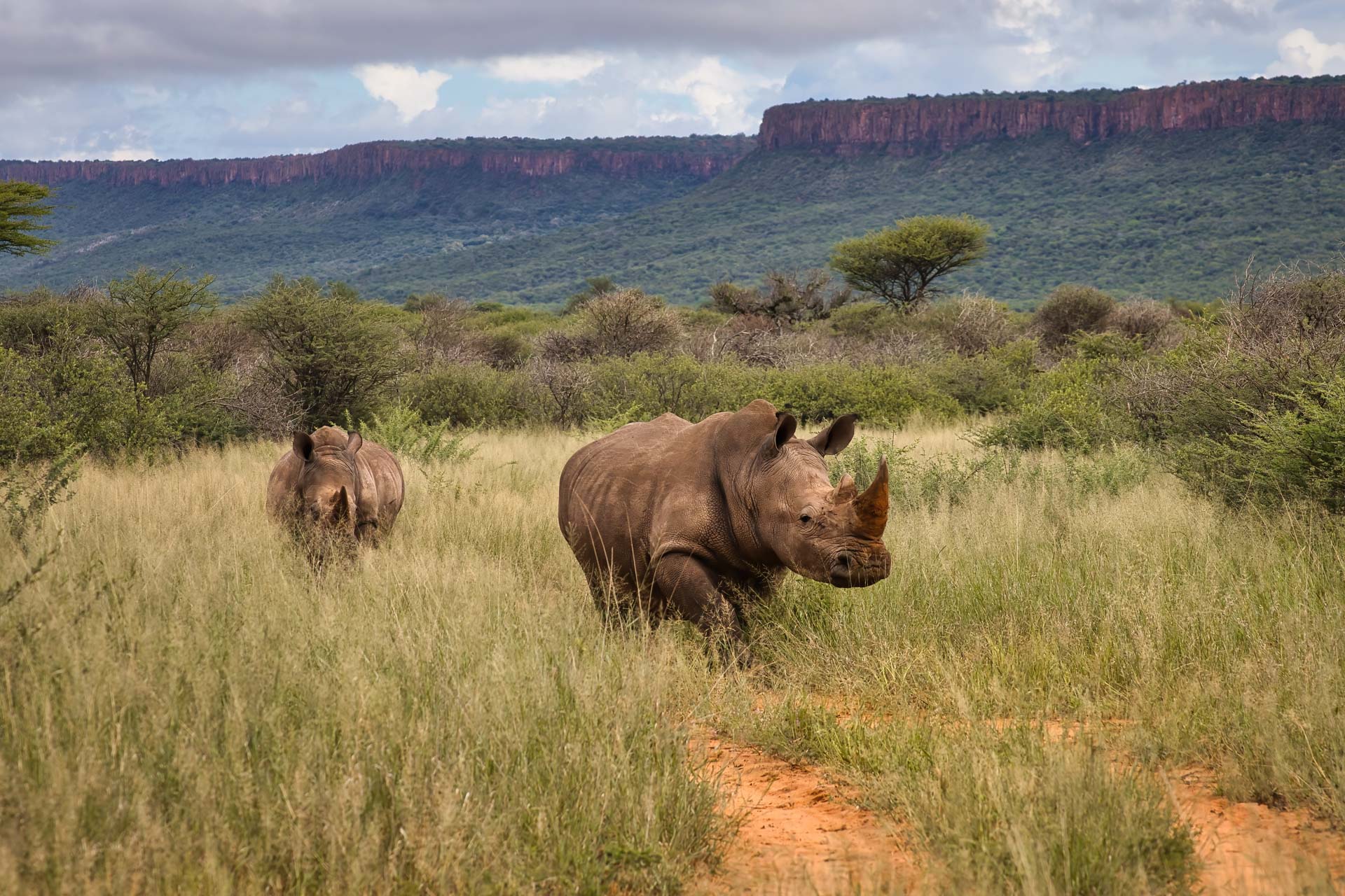 Rhinos spotted on a guided tracking hike, below the Waterberg Plateau in the plains of Namibia