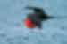 See_the_magnificent_Frigate_bird.jpg