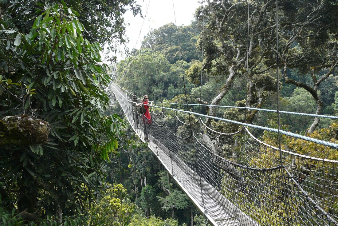 Get high in the forest of Nyungwe National Park's Forest Canopy Walkway