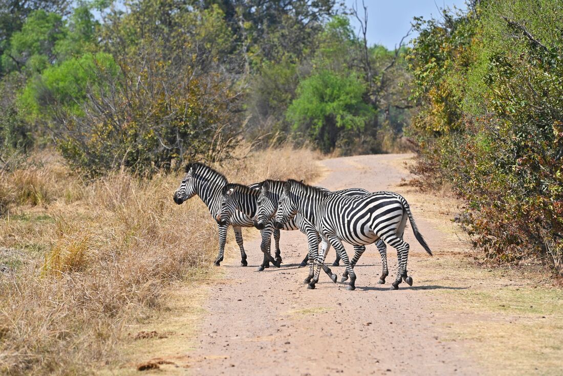 Zebras crossing road in Mosi-oa-Tunya National Park 