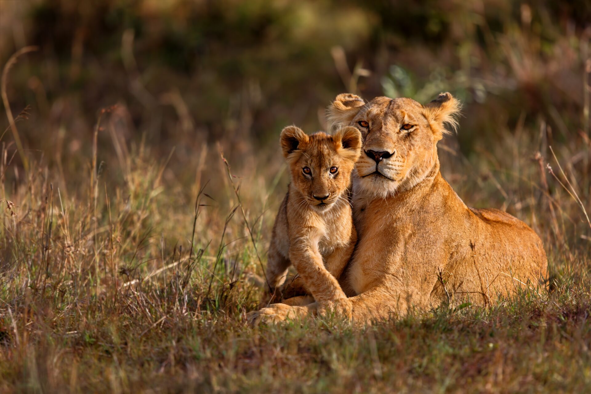 A mother and her cub on the Masai Mara 