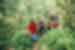 Take a walk through the jungles and rice terraces of Sidemen, Bali