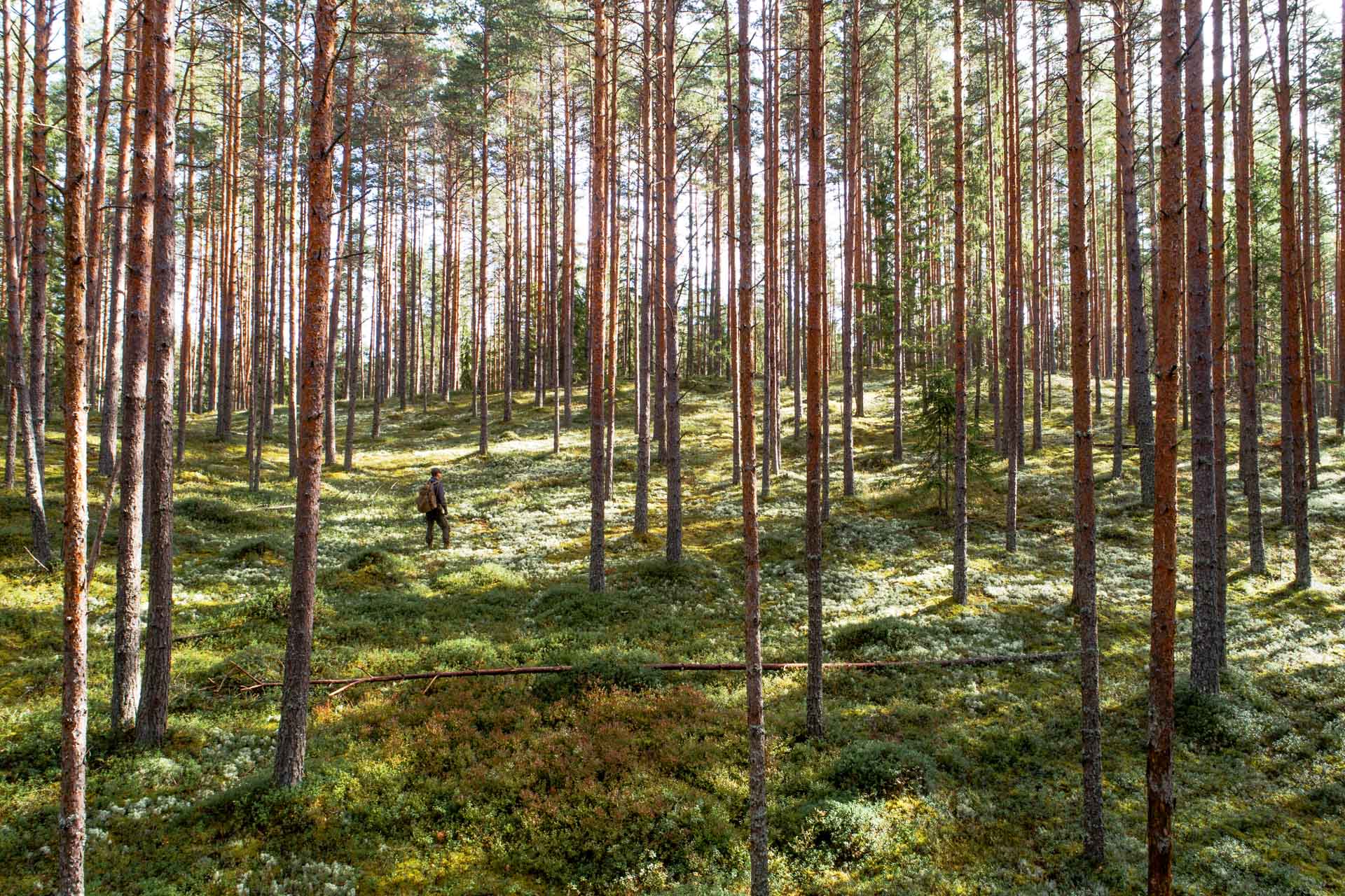 Exploring the majestic meadowed pine forests of Soomaa National Park