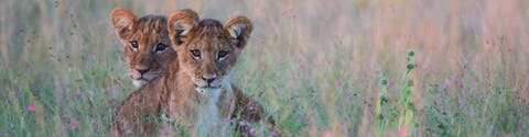 Best Botswana Tours & Holidays 2024/2025 | Intrepid Travel AU