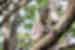 Koala looks out from branch in a tree at Port Macquarie Koala Hospital