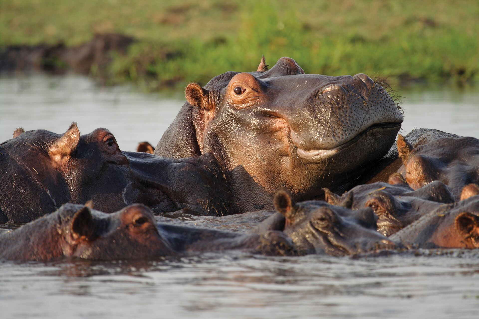 A hippo emerges from the waters of Chobe National Park 