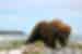 SAXK - Wild bear in Homer, Alaska