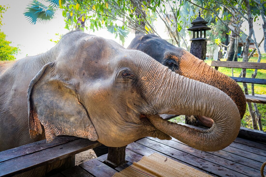 Two elephants feeding in Chiang Mai, Thailand