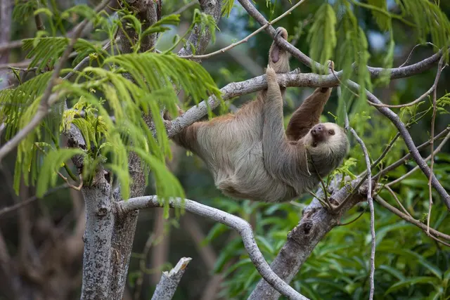 Simply Costa Rica | Intrepid Travel AU