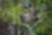 Two toed sloth in Manuel Antonio National Park