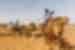 Travellers riding camels in Sahara Desert, Morocco
